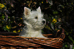 West Highland White Terrier