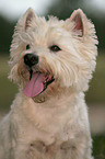 West Highland White Terrier