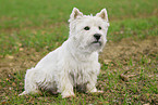 sitting West Highland White Terrier