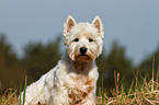 sitting West Highland White Terrier