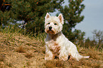 sitting West Highland White Terrier