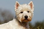 West Highland White Terrier Portrait