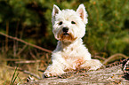 West Highland White Terrier Portrait