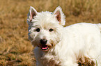 West Highland White Terrier Portrait