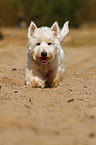 walking West Highland White Terrier