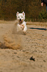 running West Highland White Terrier