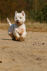 running West Highland White Terrier