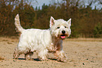 walking West Highland White Terrier