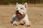 lying West Highland White Terrier