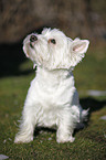 West Highland White Terrier