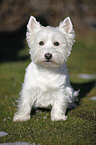 West Highland White Terrier