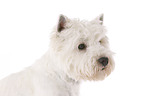 West Highland White Terrier Portrait