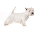 stanidng West Highland White Terrier