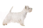 stanidng West Highland White Terrier