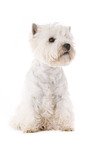 sitting West Highland White Terrier