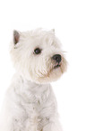 West Highland White Terrier Portrait