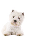 lying West Highland White Terrier