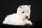 lying West Highland White Terrier