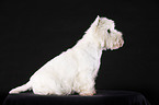 sitting West Highland White Terrier