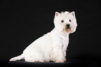 sitting West Highland White Terrier