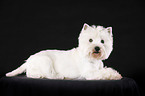 lying West Highland White Terrier