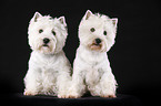 West Highland White Terriers