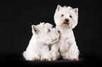 West Highland White Terriers