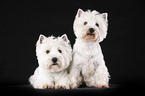 West Highland White Terriers