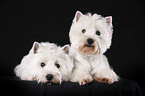 West Highland White Terriers