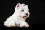 lying West Highland White Terrier