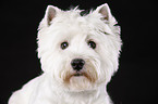 West Highland White Terrier Portrait