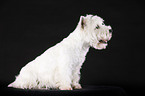 sitting West Highland White Terrier