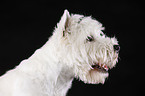 West Highland White Terrier Portrait