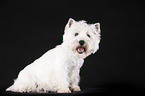 sitting West Highland White Terrier