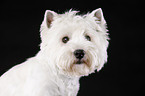 West Highland White Terrier Portrait