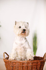 West Highland White Terrier