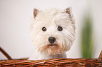 West Highland White Terrier Portrait