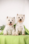 West Highland White Terriers