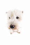 sitting West Highland White Terrier