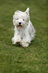 West Highland White Terrier