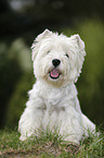 West Highland White Terrier