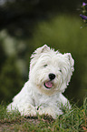 West Highland White Terrier