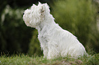 West Highland White Terrier