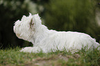 West Highland White Terrier