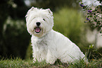 West Highland White Terrier