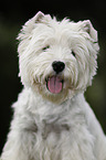 West Highland White Terrier