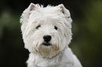 West Highland White Terrier