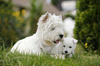 West Highland White Terriers