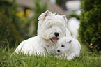 West Highland White Terriers