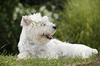 West Highland White Terrier